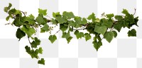 PNG Bush grape plant vine ivy.