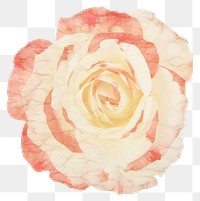 PNG Rose shape marble distort shape flower petal plant.