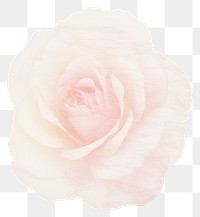 PNG Rose shape marble distort shape backgrounds flower petal.