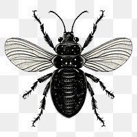 PNG Silkscreen illustration of insects animal black bee.