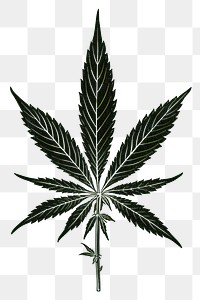 PNG Silkscreen illustration of marijuana plant leaf cannabis.