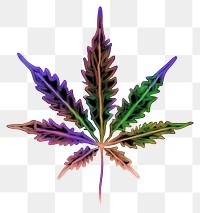 PNG  A marijuana purple plant leaf.