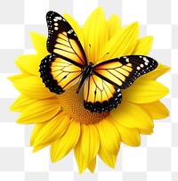 PNG Sunflower butterfly insect animal.
