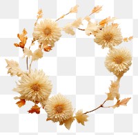 PNG Real pressed chrysanthemum flowers plant petal accessories. AI generated Image by rawpixel.