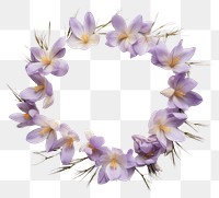 PNG Real pressed crocus flowers wreath petal plant. AI generated Image by rawpixel.