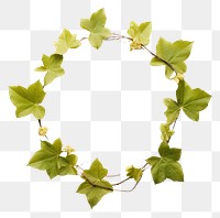PNG Real pressed ivy leaf jewelry wreath plant. AI generated Image by rawpixel.