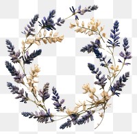 PNG Real pressed lupine flowers herbs lavender wreath. 