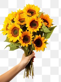 PNG Sunflower holding plant white background.