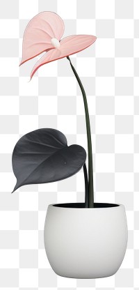 PNG  Anthurium flower houseplant anthurium vase freshness. AI generated Image by rawpixel.