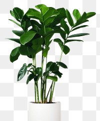 PNG  Emerald beckoning houseplant leaf freshness flowerpot. 