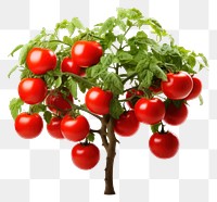 PNG  Tomato vegetable fruit plant.