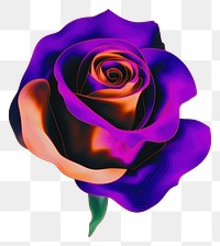 PNG  A rose purple violet flower.