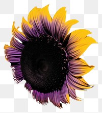 PNG  A sunflower petal plant black.