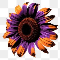 PNG  A sunflower purple petal plant.