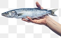 PNG Hand hold dead mackerel fish seafood animal white background.