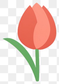 PNG  Illustration of a simple tulip flower plant inflorescence fragility.