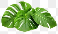 PNG Monstera delicosa leaves plant leaf white background.