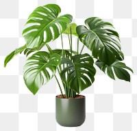 PNG Monstera deliciosa tree in pots plant leaf white background.