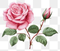 PNG Pink rose in embroidery style pattern flower plant.