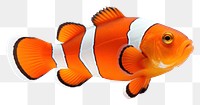 PNG  Clownfish animal white background pomacentridae. AI generated Image by rawpixel.