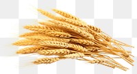 PNG  Sheaf of Wheat ears wheat food white background.