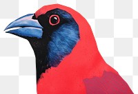 PNG Art painting an illustration of bird animal beak creativity. AI generated Image by rawpixel.
