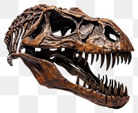 PNG Tyrannosaurus Rex Skull dinosaur animal paleontology
