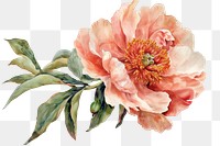 PNG A blooming peony flower painting plant rose.