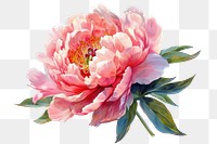 PNG A blooming peony flower blossom dahlia plant.
