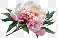 PNG A blooming peony flower blossom dahlia plant