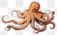 PNG An octopus animal white background invertebrate.