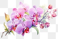 PNG Colorful orchid flower wrearth blossom plant white background.