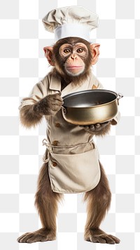 PNG  Monkey holding pan mammal animal chef.