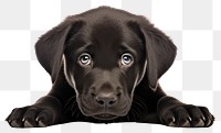 PNG Black cobberdog pup mammal animal puppy. AI generated Image by rawpixel.