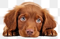 PNG Red Cobberdog pup mammal animal puppy. AI generated Image by rawpixel.