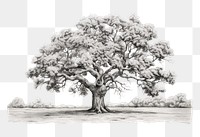 PNG  Oak Tree drawing sketch tree.