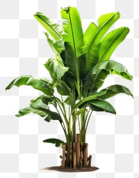 PNG Banana tree plant leaf white background.