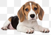 PNG Beagle pup beagle animal mammal. AI generated Image by rawpixel.