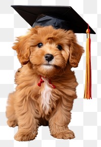 PNG  Graduated from puppy school graduation portrait animal.