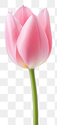 PNG Pink tulip blossom flower plant.