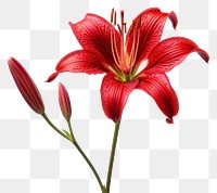 PNG Red lily flower petal plant inflorescence.