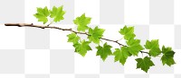 PNG Tree branch tree plant maple.