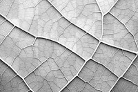 PNG Leaf texture macro photography backgrounds full frame. AI generated Image by rawpixel.
