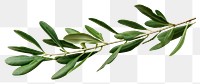 PNG  Olive branch plant herbs leaf.