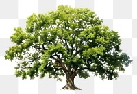 PNG Oak tree plant green oak. 