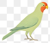 PNG  Parrot drawing animal bird.