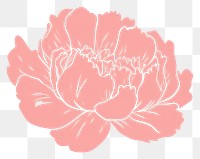PNG  Pink peony drawing flower petal.