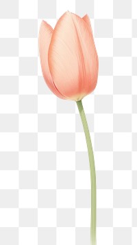 PNG  Pink tulip flower plant pink.