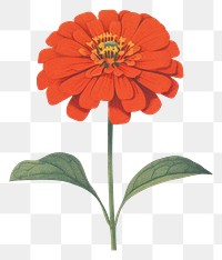 PNG  Red zinnia flower petal plant inflorescence.