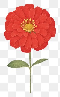 PNG  Red zinnia flower petal plant white background.
